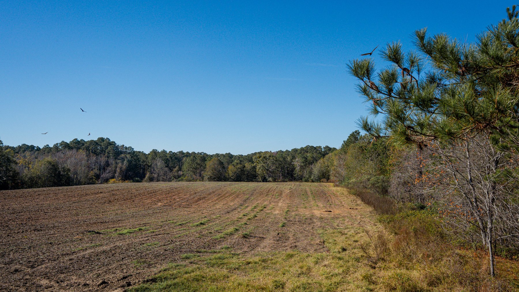 Image for Swallow Lane Farm - 157± Acres - Irwin County, Georgia - Income-Producing Row Crop Farmland & Recreational Retreat