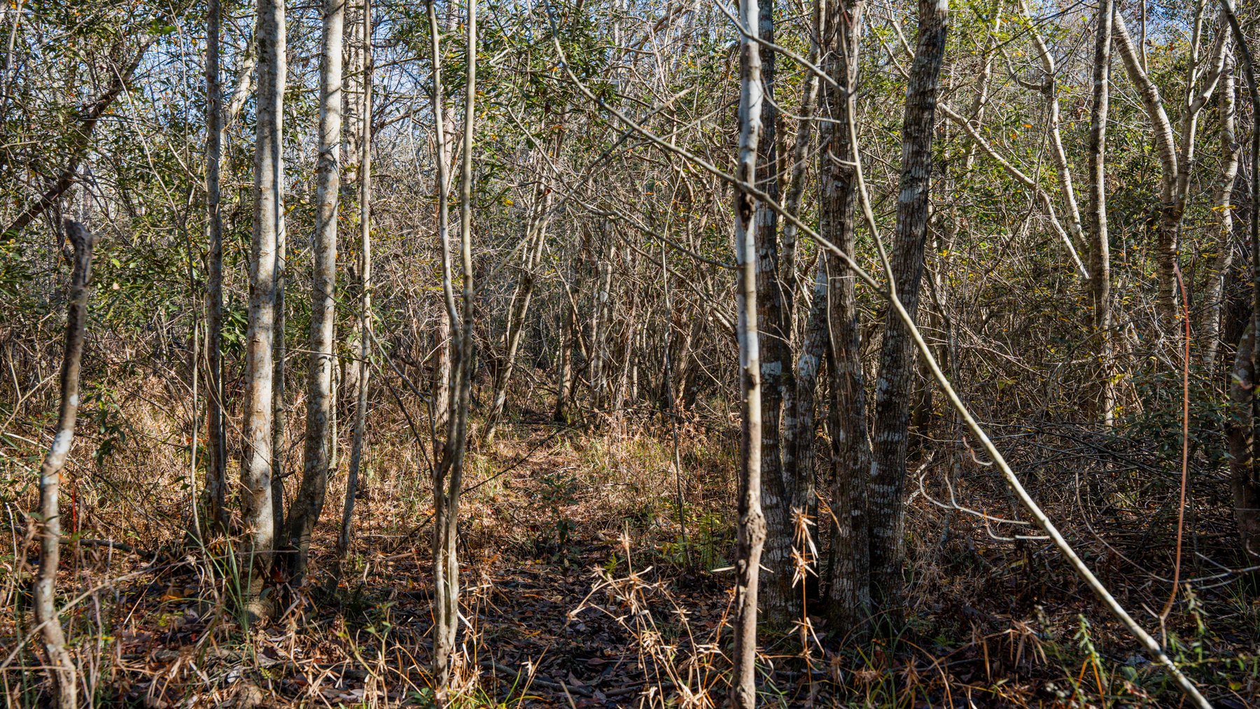 Image for Swallow Lane Farm - 157± Acres - Irwin County, Georgia - Income-Producing Row Crop Farmland & Recreational Retreat