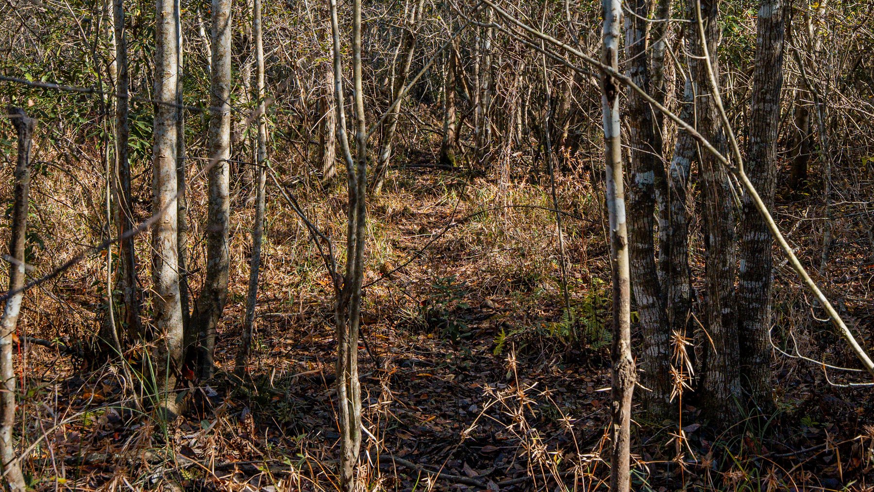 Image for Swallow Lane Farm - 157± Acres - Irwin County, Georgia - Income-Producing Row Crop Farmland & Recreational Retreat