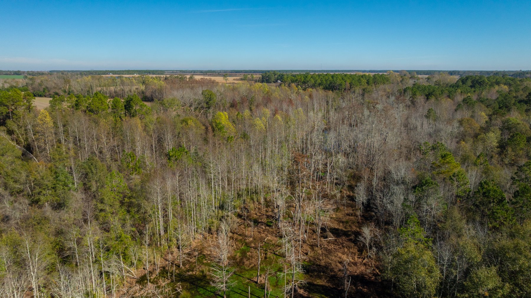 Image for Swallow Lane Farm - 157± Acres - Irwin County, Georgia - Income-Producing Row Crop Farmland & Recreational Retreat