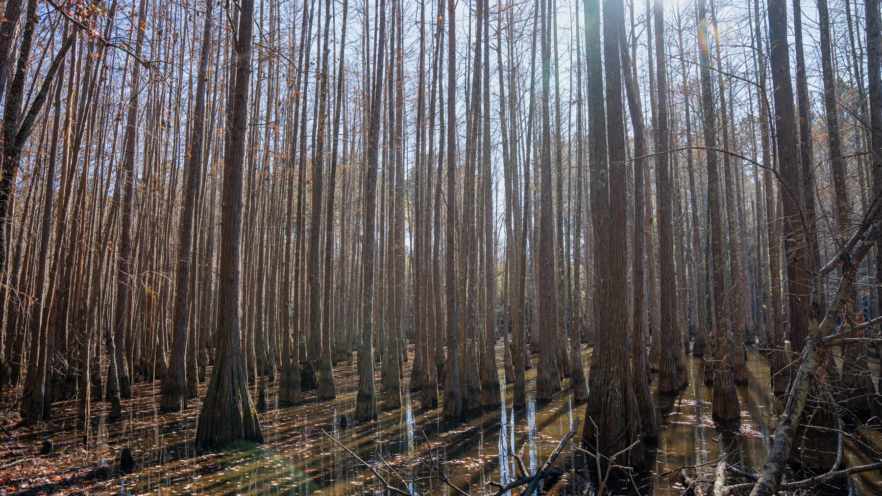 Image for Swallow Lane Farm - 157± Acres - Irwin County, Georgia - Income-Producing Row Crop Farmland & Recreational Retreat