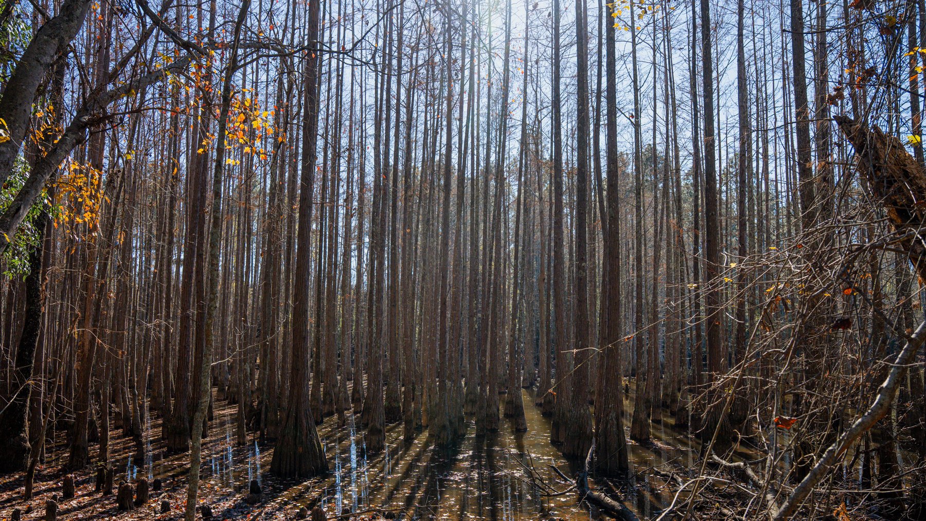 Image for Swallow Lane Farm - 157± Acres - Irwin County, Georgia - Income-Producing Row Crop Farmland & Recreational Retreat