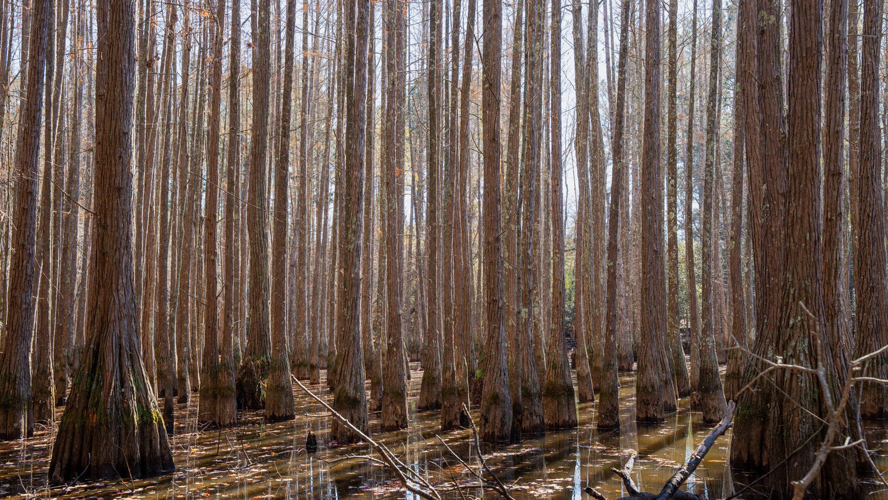 Image for Swallow Lane Farm - 157± Acres - Irwin County, Georgia - Income-Producing Row Crop Farmland & Recreational Retreat