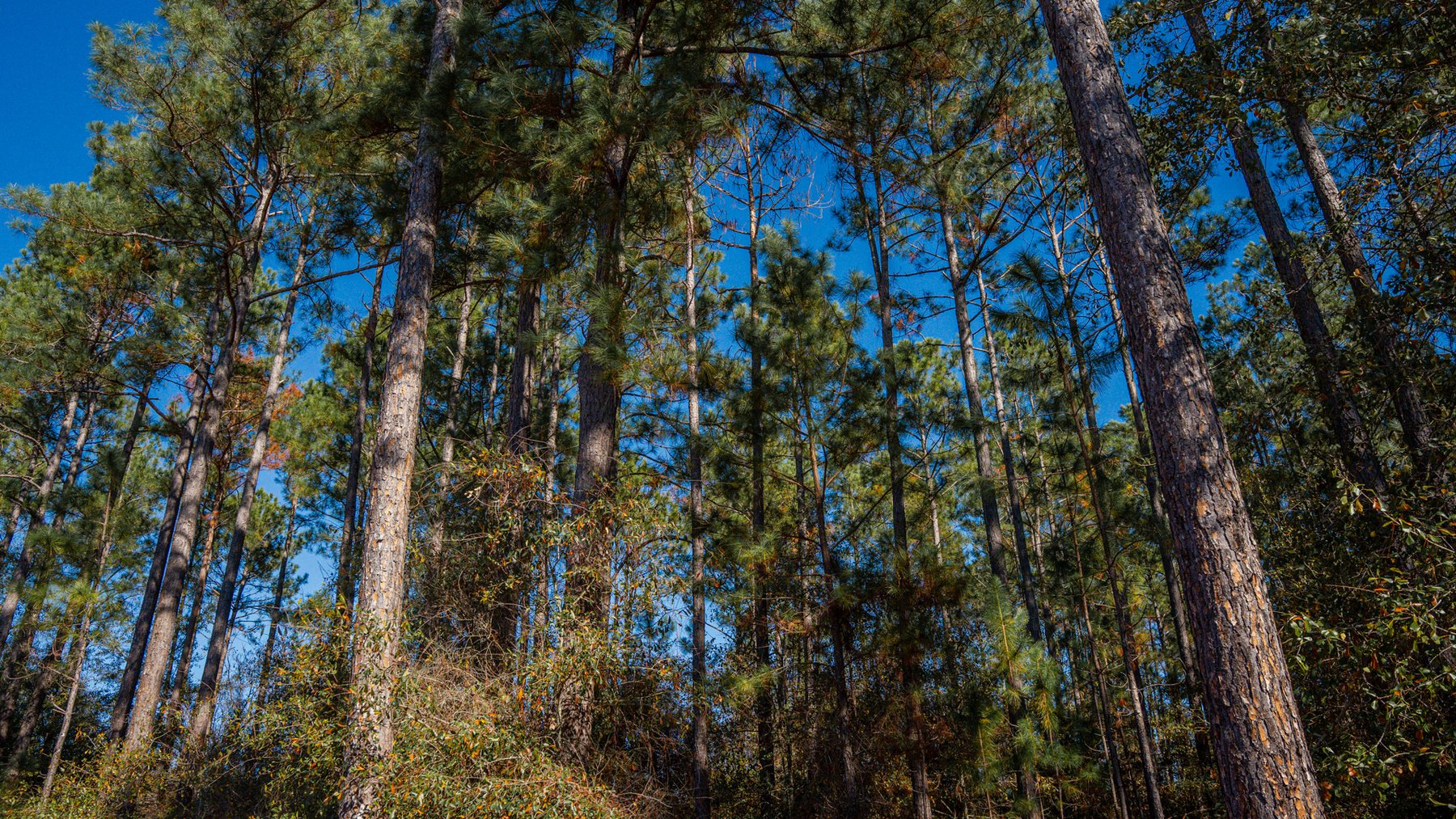 Image for Swallow Lane Farm - 157± Acres - Irwin County, Georgia - Income-Producing Row Crop Farmland & Recreational Retreat