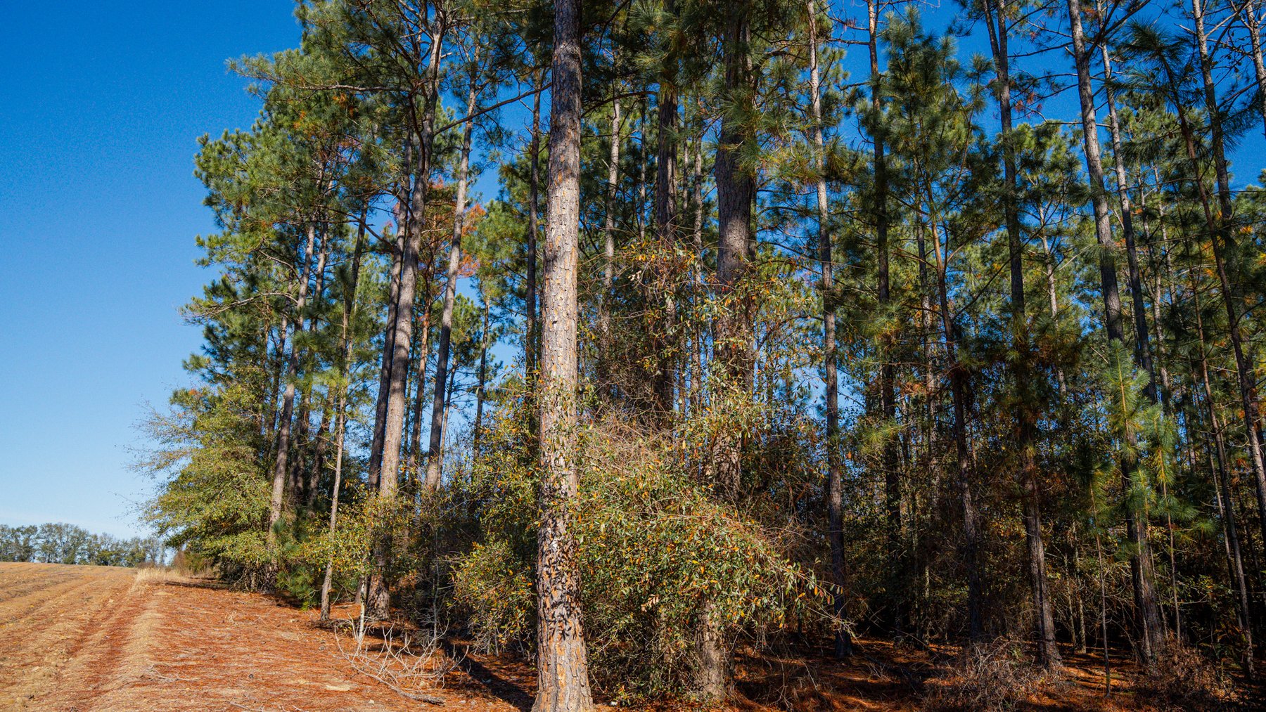 Image for Swallow Lane Farm - 157± Acres - Irwin County, Georgia - Income-Producing Row Crop Farmland & Recreational Retreat