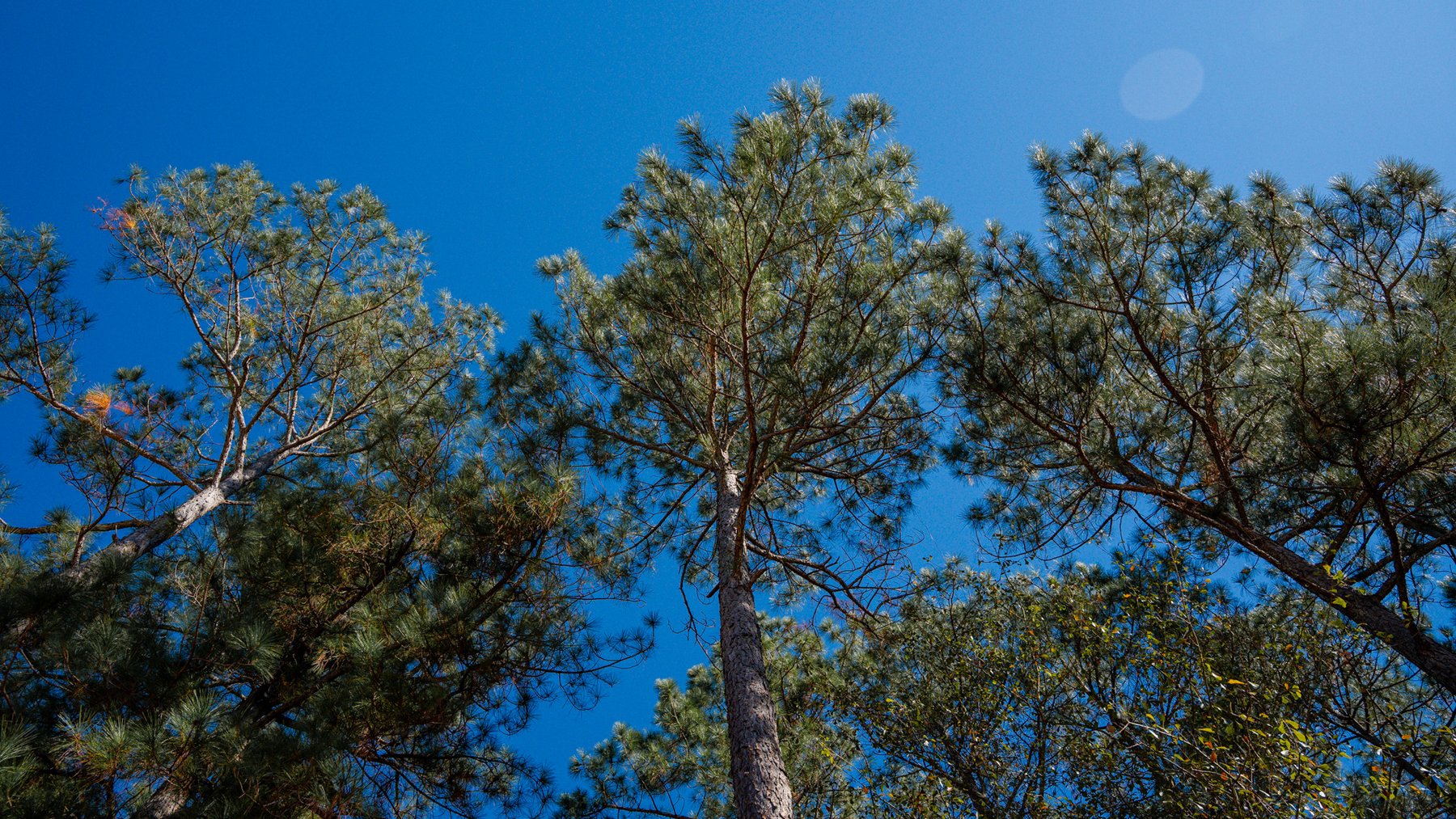 Image for Swallow Lane Farm - 157± Acres - Irwin County, Georgia - Income-Producing Row Crop Farmland & Recreational Retreat