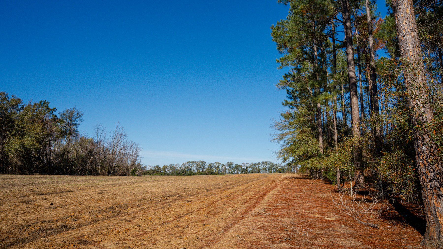 Image for Swallow Lane Farm - 157± Acres - Irwin County, Georgia - Income-Producing Row Crop Farmland & Recreational Retreat