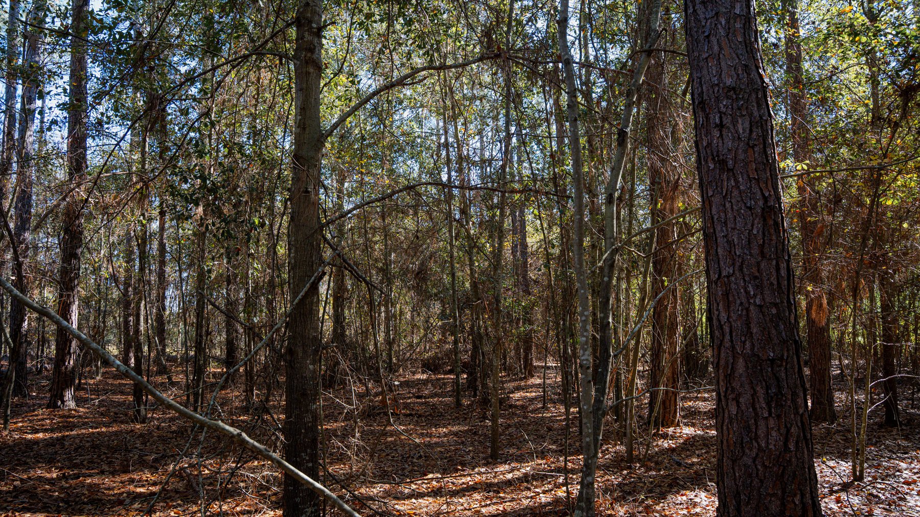Image for Swallow Lane Farm - 157± Acres - Irwin County, Georgia - Income-Producing Row Crop Farmland & Recreational Retreat