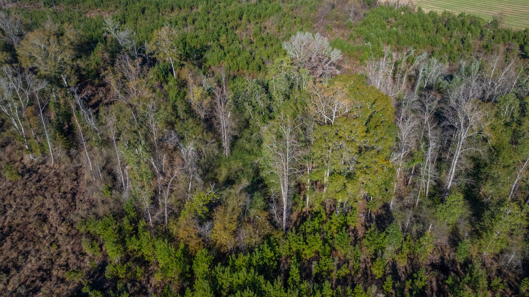 Image for The Autry Farm Property - 160.5+/- Total Acres - Colquitt & Mitchell Counties, Georgia