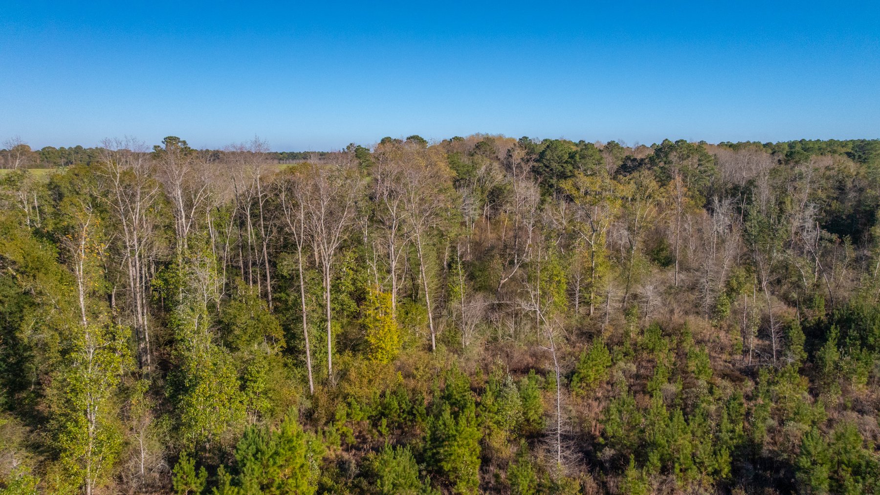 Image for The Autry Farm Property - 160.5+/- Total Acres - Colquitt & Mitchell Counties, Georgia