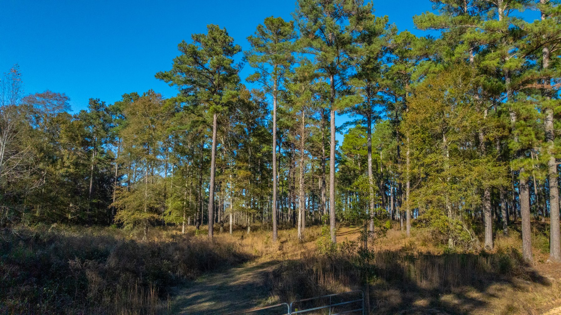 Image for The Autry Farm Property - 160.5+/- Total Acres - Colquitt & Mitchell Counties, Georgia