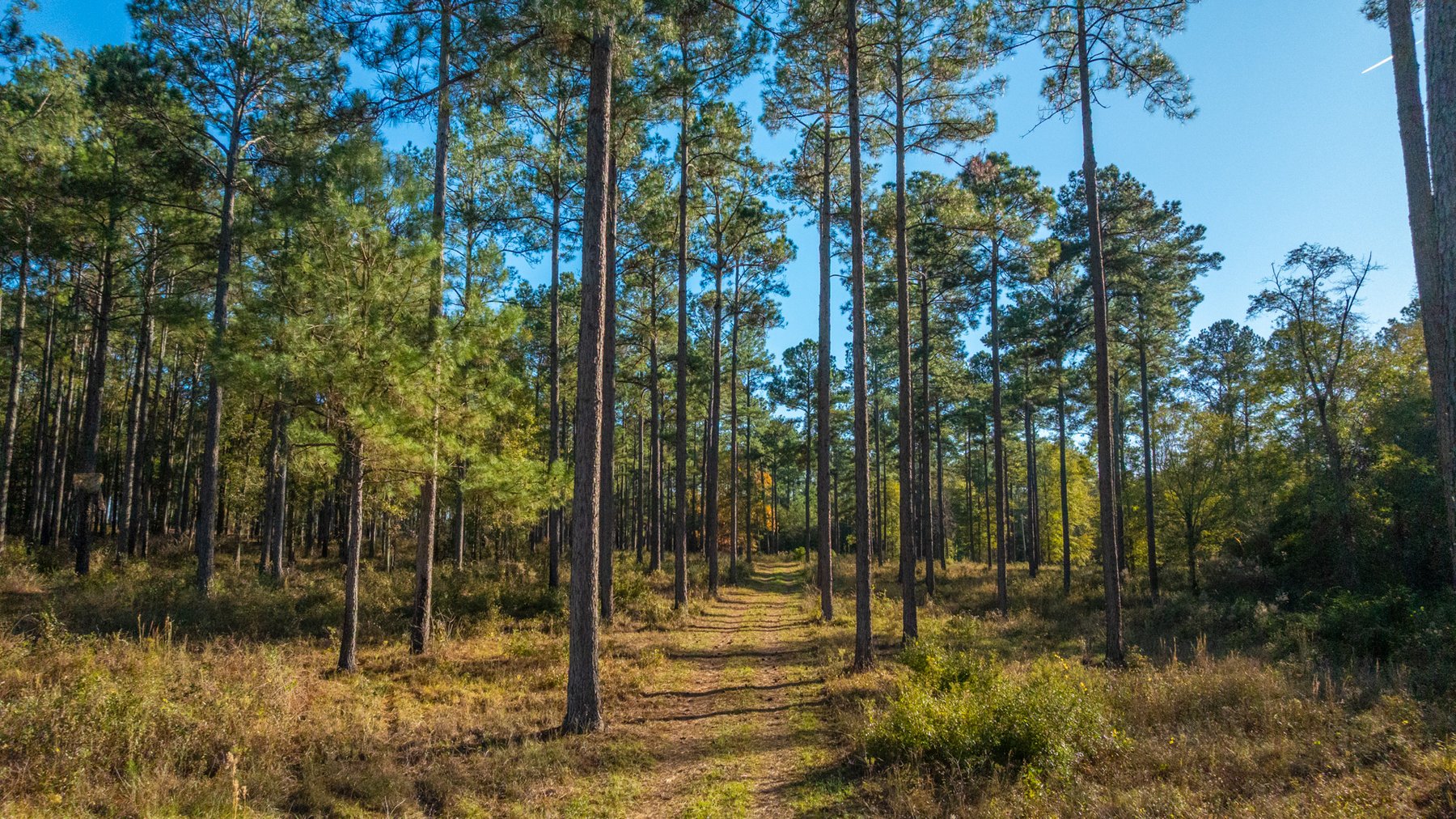Image for The Autry Farm Property - 160.5+/- Total Acres - Colquitt & Mitchell Counties, Georgia