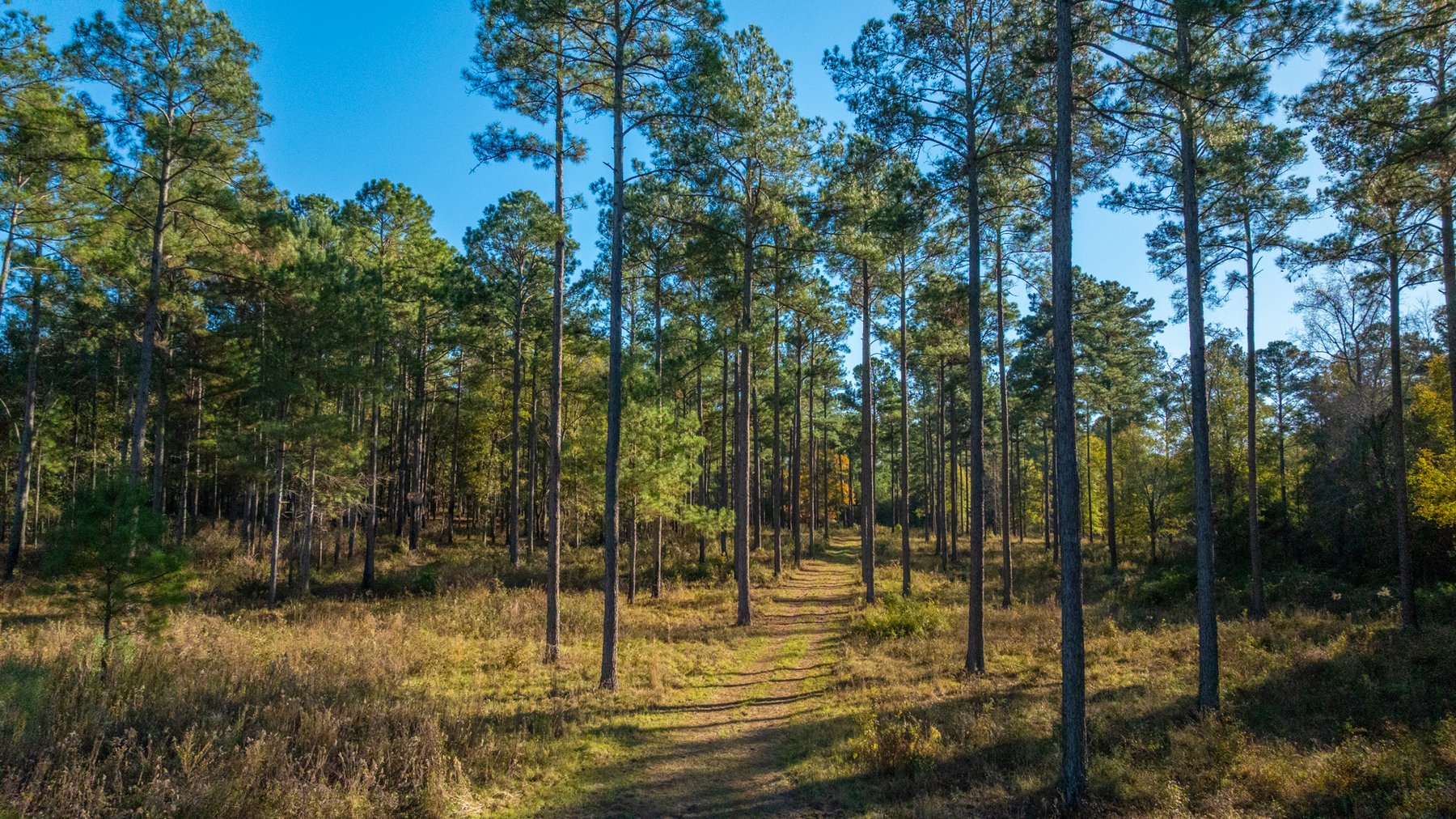 Image for The Autry Farm Property - 160.5+/- Total Acres - Colquitt & Mitchell Counties, Georgia