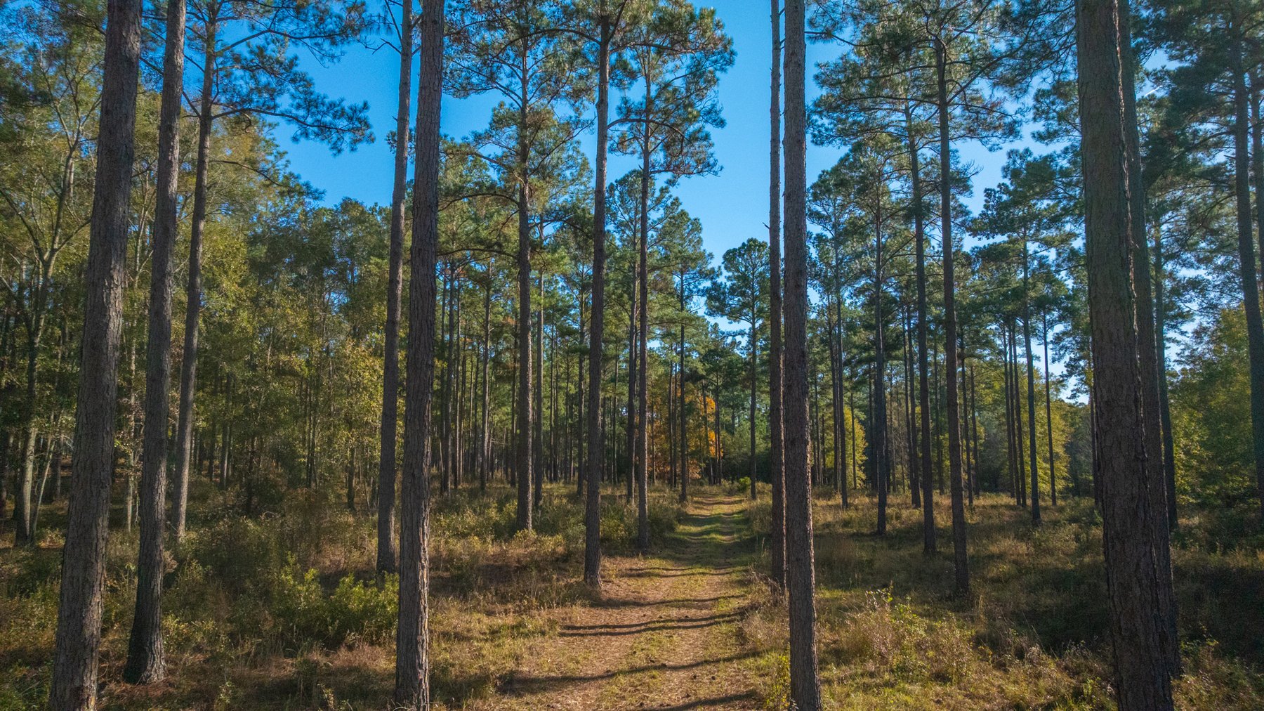 Image for The Autry Farm Property - 160.5+/- Total Acres - Colquitt & Mitchell Counties, Georgia