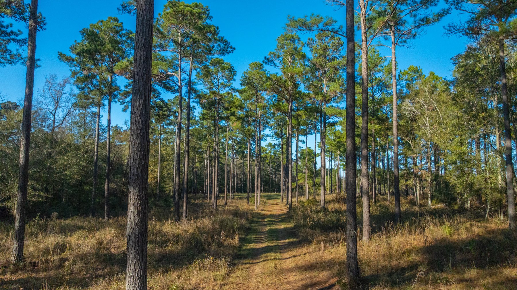 Image for The Autry Farm Property - 160.5+/- Total Acres - Colquitt & Mitchell Counties, Georgia