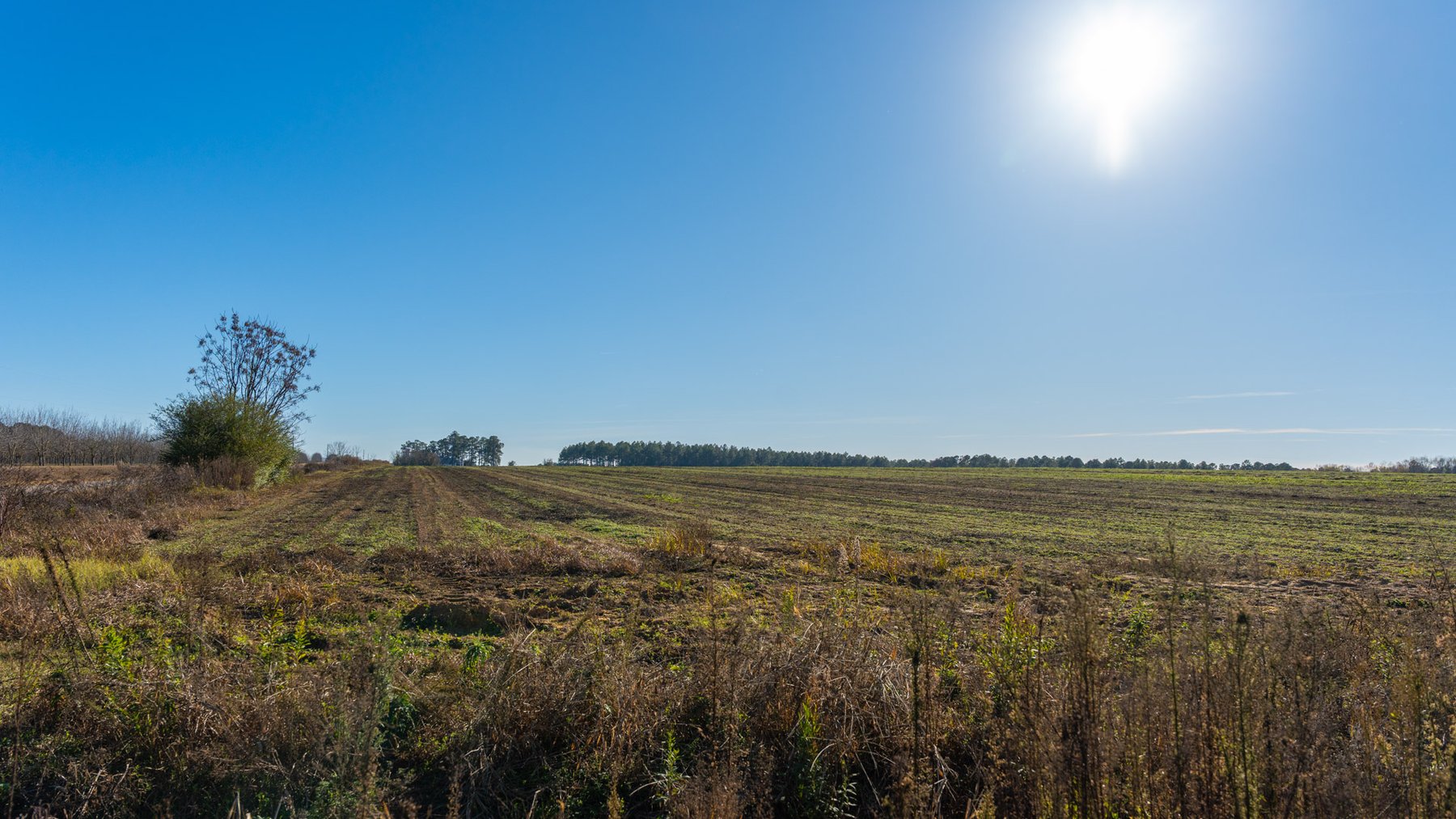Image for The Autry Farm Property - 160.5+/- Total Acres - Colquitt & Mitchell Counties, Georgia