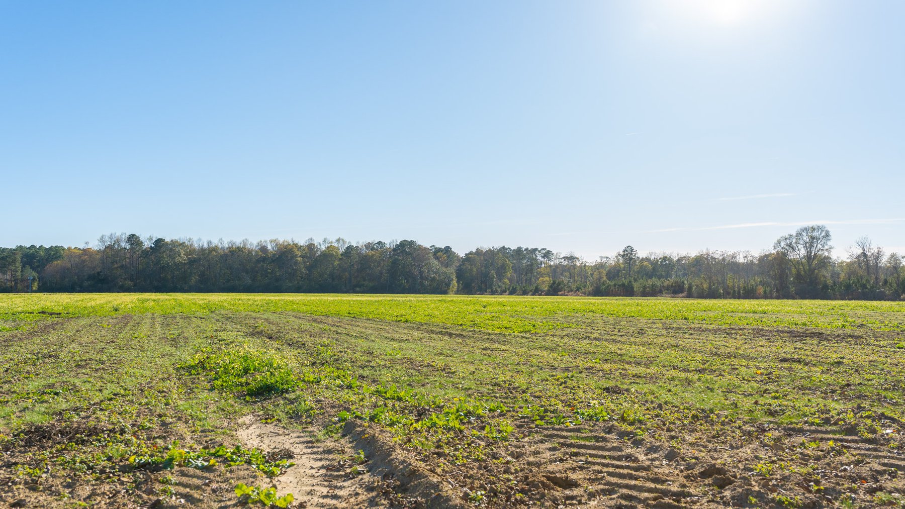 Image for The Autry Farm Property - 160.5+/- Total Acres - Colquitt & Mitchell Counties, Georgia