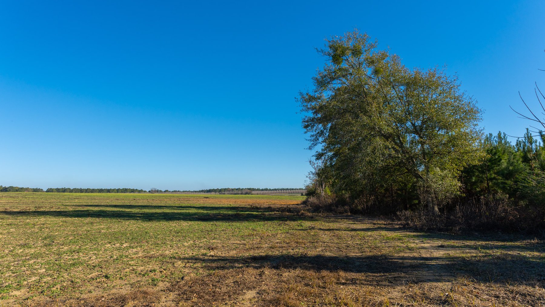 Image for The Autry Farm Property - 160.5+/- Total Acres - Colquitt & Mitchell Counties, Georgia