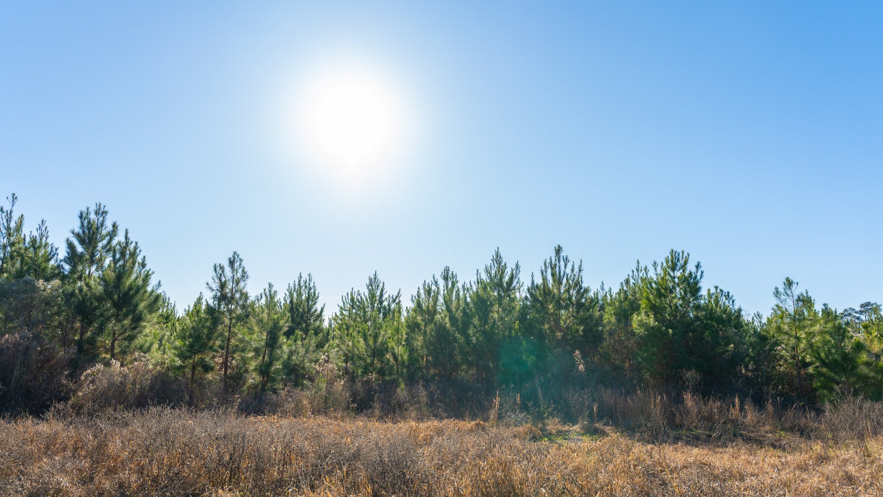Image for The Autry Farm Property - 160.5+/- Total Acres - Colquitt & Mitchell Counties, Georgia