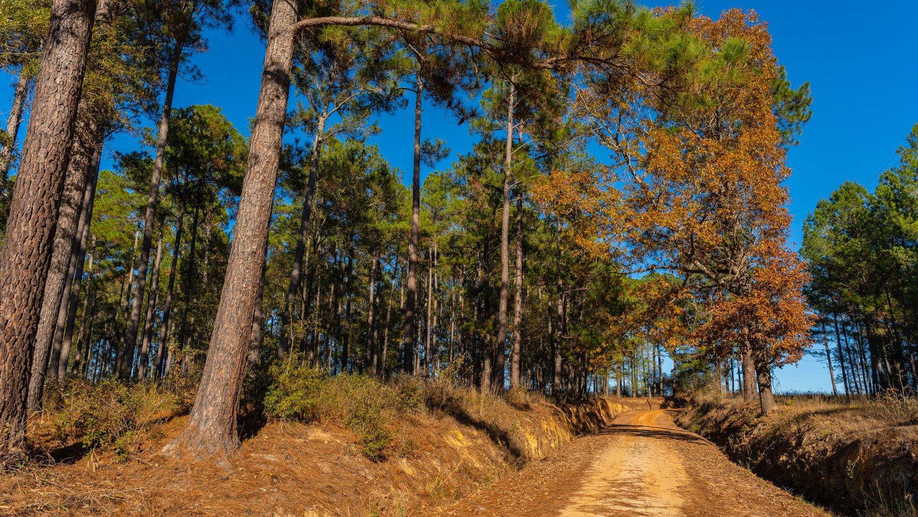 Image for The Autry Farm Property - 160.5+/- Total Acres - Colquitt & Mitchell Counties, Georgia