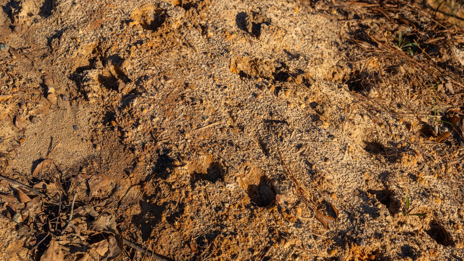 Image for The Autry Farm Property - 160.5+/- Total Acres - Colquitt & Mitchell Counties, Georgia