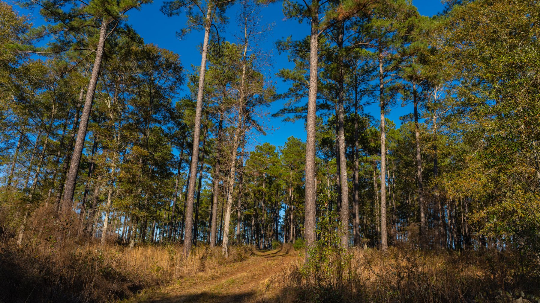 Image for The Autry Farm Property - 160.5+/- Total Acres - Colquitt & Mitchell Counties, Georgia