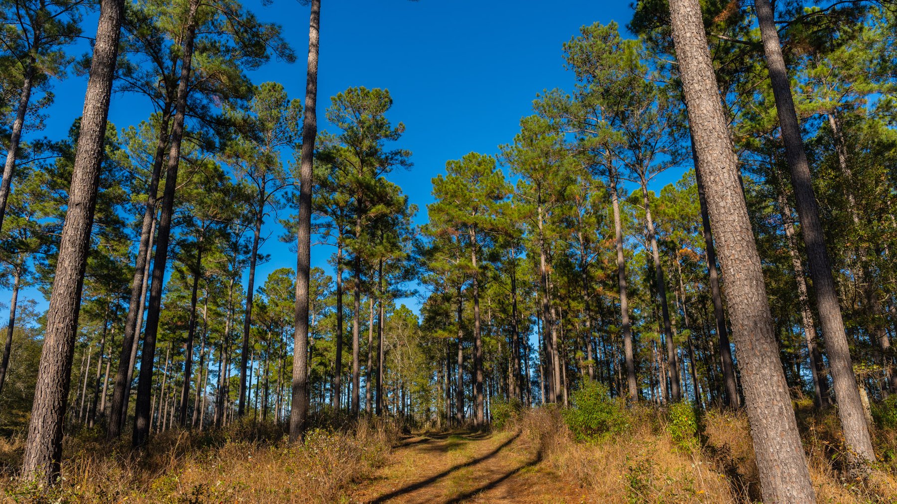 Image for The Autry Farm Property - 160.5+/- Total Acres - Colquitt & Mitchell Counties, Georgia