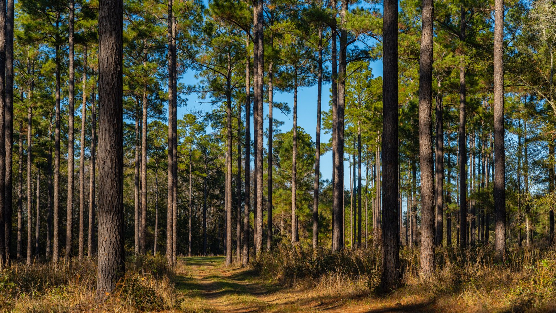 Image for The Autry Farm Property - 160.5+/- Total Acres - Colquitt & Mitchell Counties, Georgia