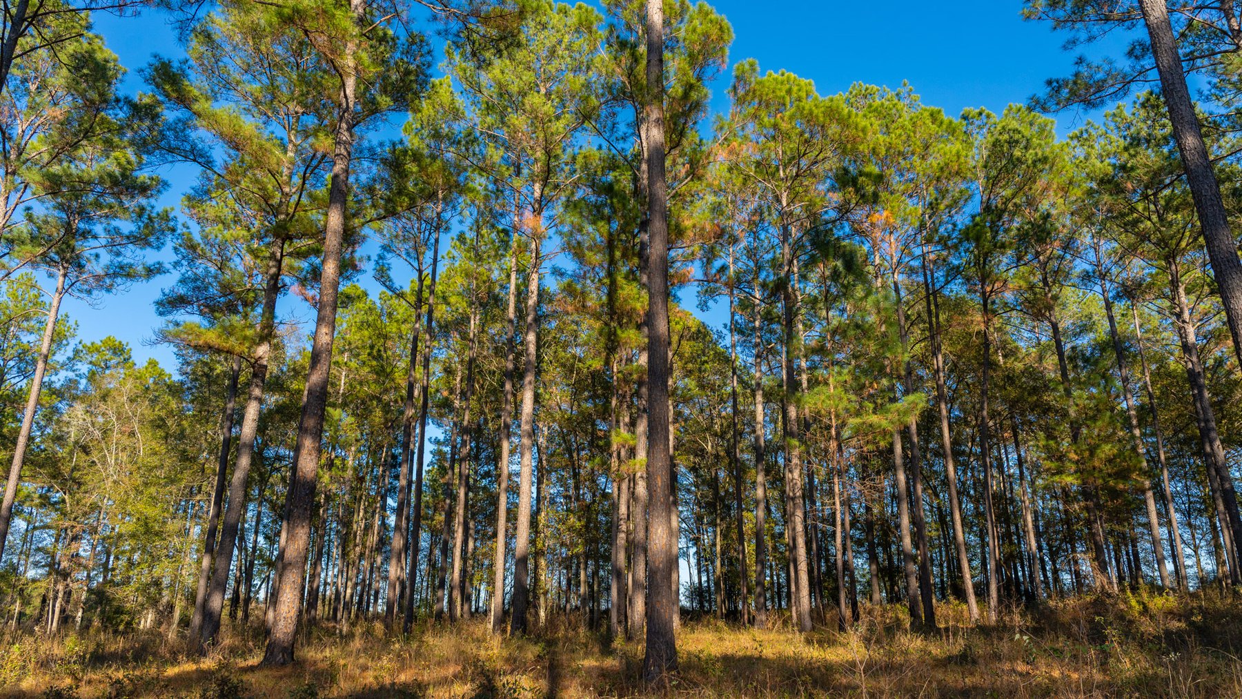 Image for The Autry Farm Property - 160.5+/- Total Acres - Colquitt & Mitchell Counties, Georgia