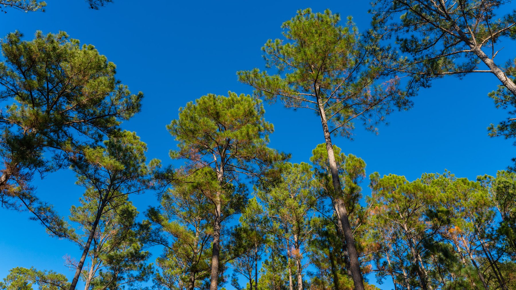 Image for The Autry Farm Property - 160.5+/- Total Acres - Colquitt & Mitchell Counties, Georgia