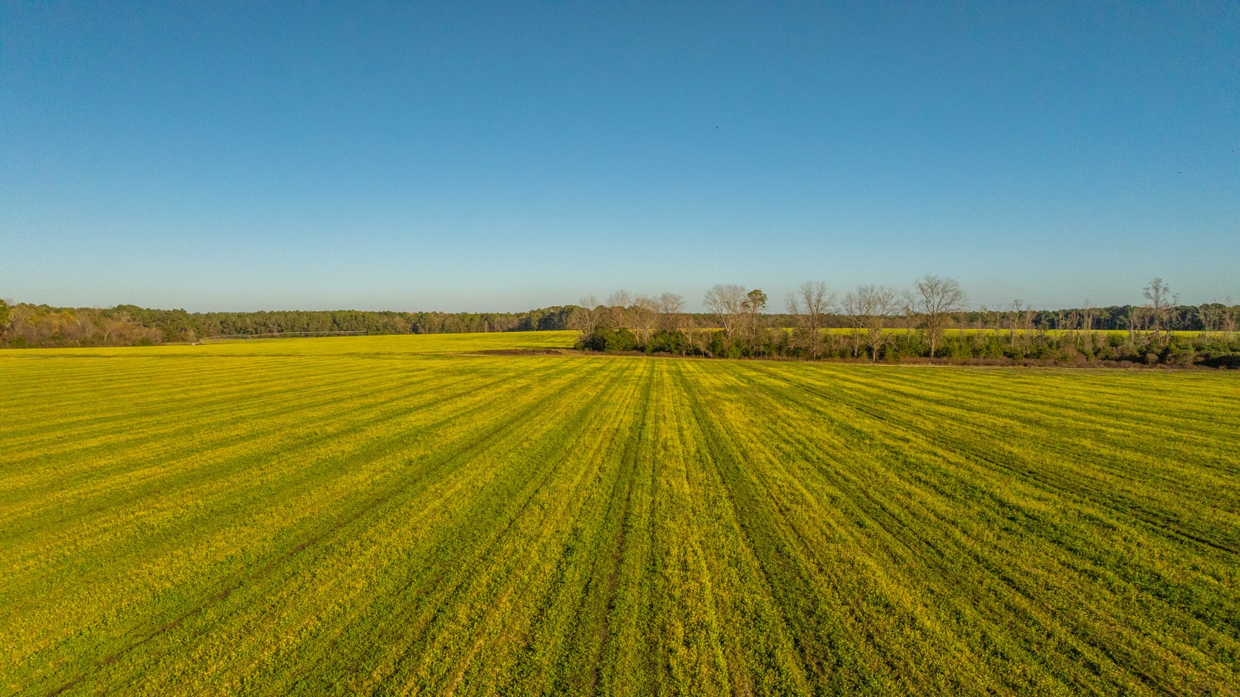 Image for The Glenn Farm Property - 377.6+/- Total Acres - Mitchell County, Georgia
