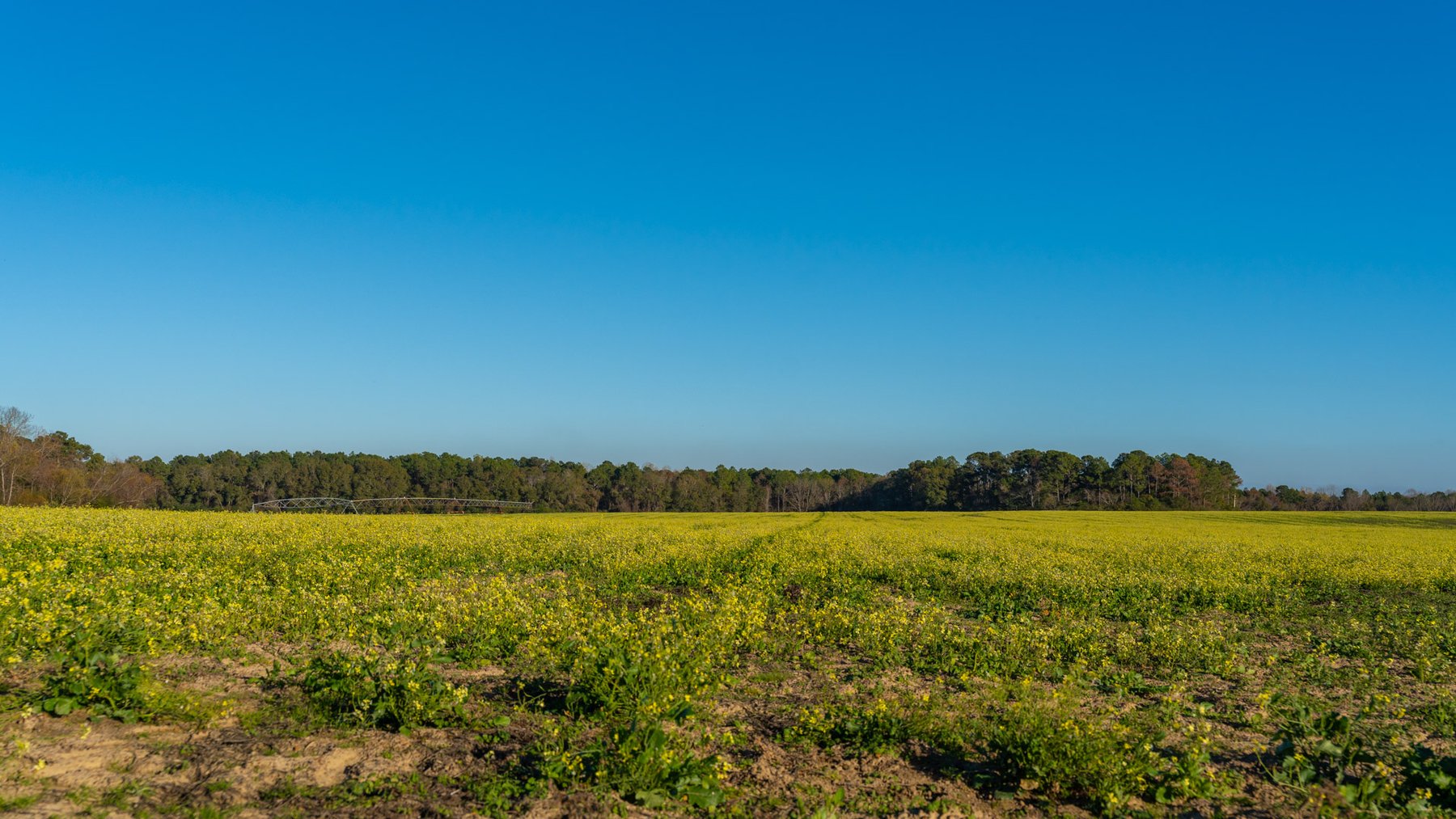 Image for The Glenn Farm Property - 377.6+/- Total Acres - Mitchell County, Georgia