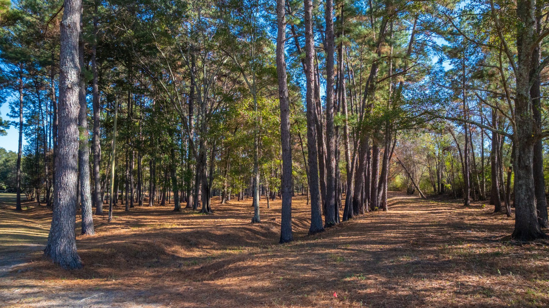 Image for 53± Acres - Land Auction - Beautiful Farmland, Timber & Ponds - Outdoor Paradise in Colquitt County, GA