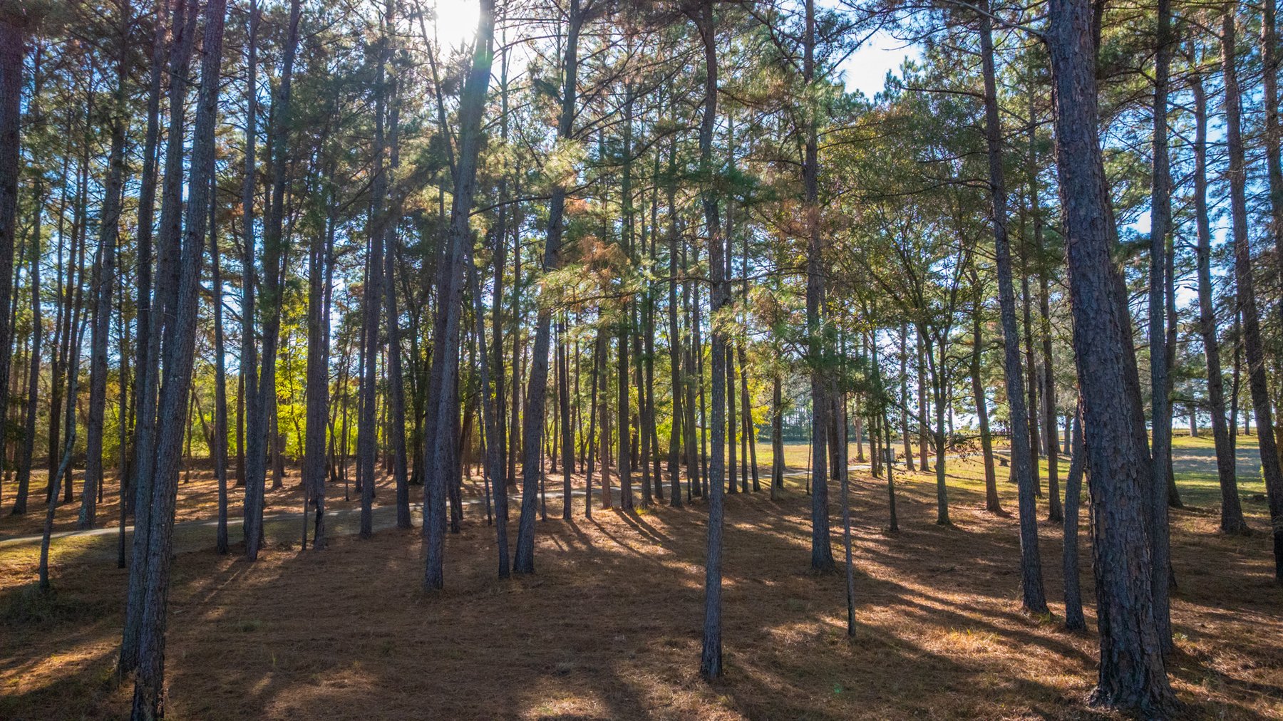 Image for 53± Acres - Land Auction - Beautiful Farmland, Timber & Ponds - Outdoor Paradise in Colquitt County, GA