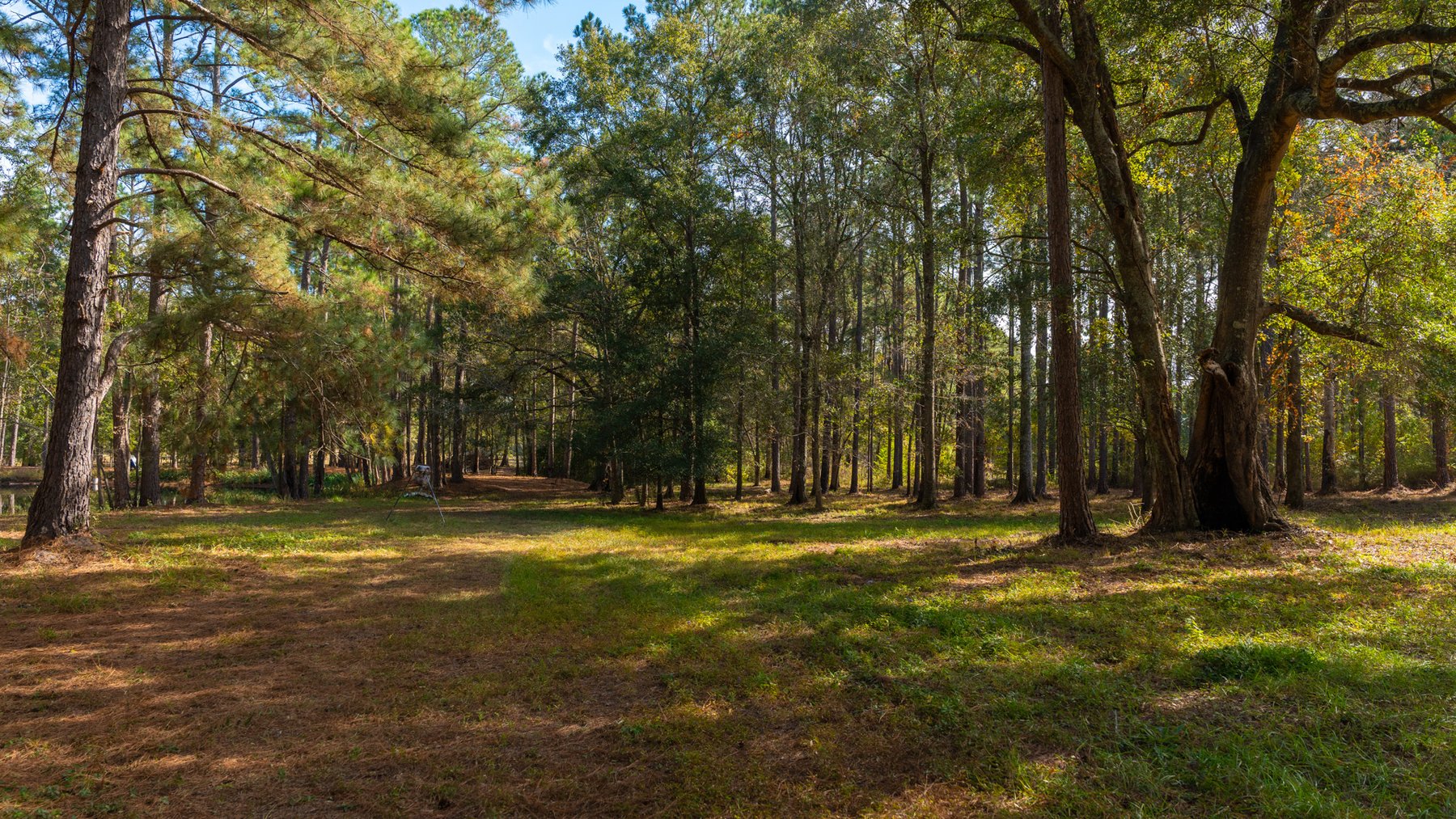 Image for 53± Acres - Land Auction - Beautiful Farmland, Timber & Ponds - Outdoor Paradise in Colquitt County, GA