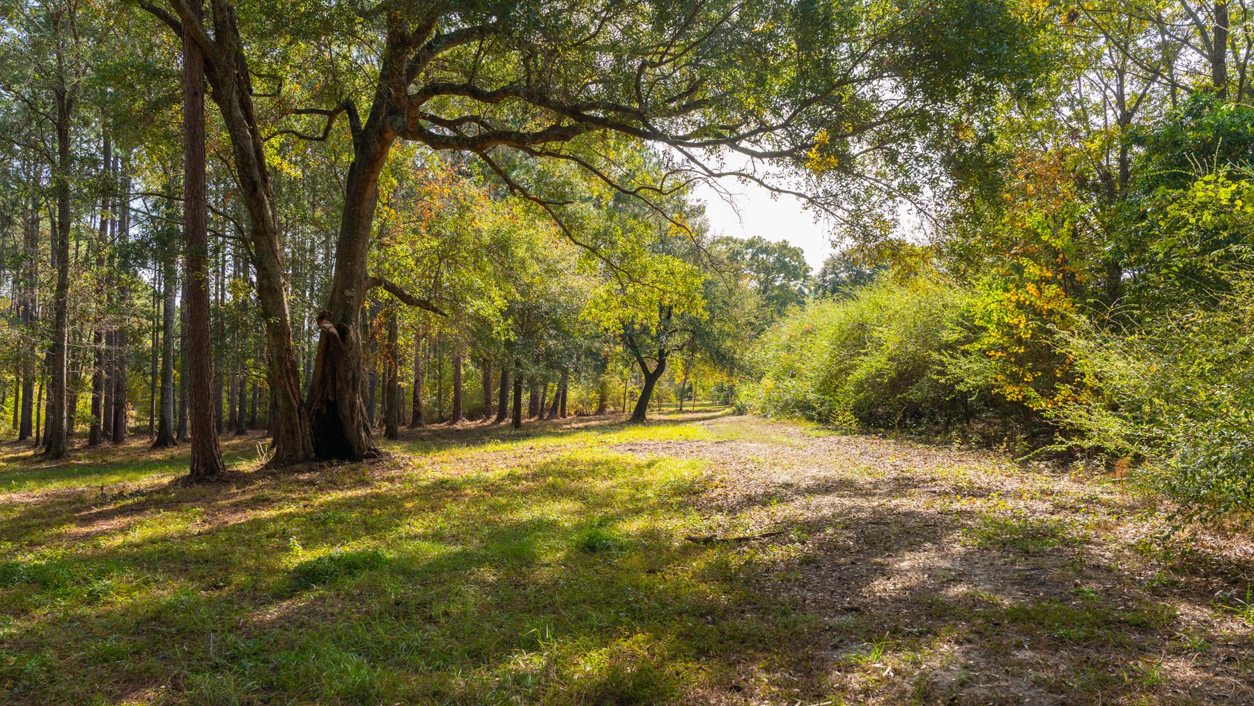 Image for 53± Acres - Land Auction - Beautiful Farmland, Timber & Ponds - Outdoor Paradise in Colquitt County, GA