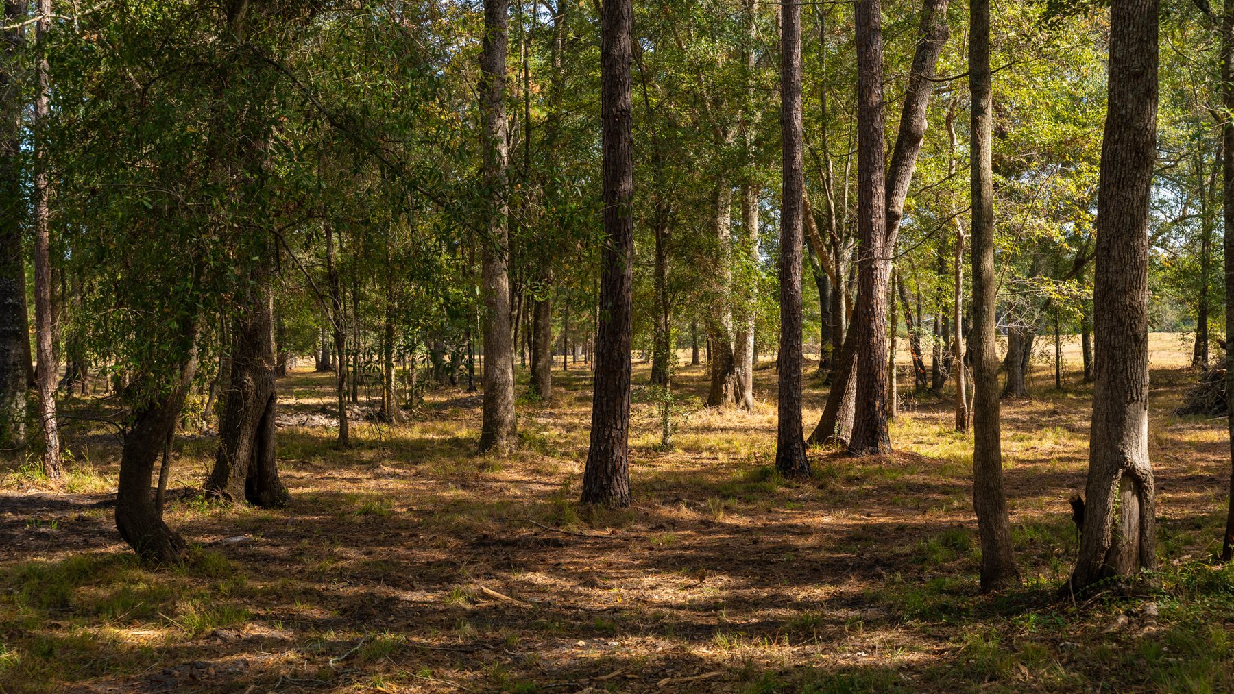 Image for 53± Acres - Land Auction - Beautiful Farmland, Timber & Ponds - Outdoor Paradise in Colquitt County, GA