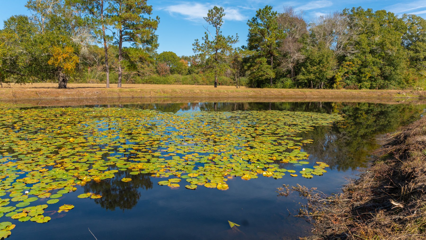 Image for 53± Acres - Land Auction - Beautiful Farmland, Timber & Ponds - Outdoor Paradise in Colquitt County, GA