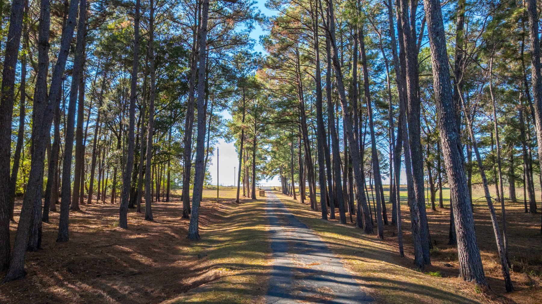 Image for 53± Acres - Land Auction - Beautiful Farmland, Timber & Ponds - Outdoor Paradise in Colquitt County, GA