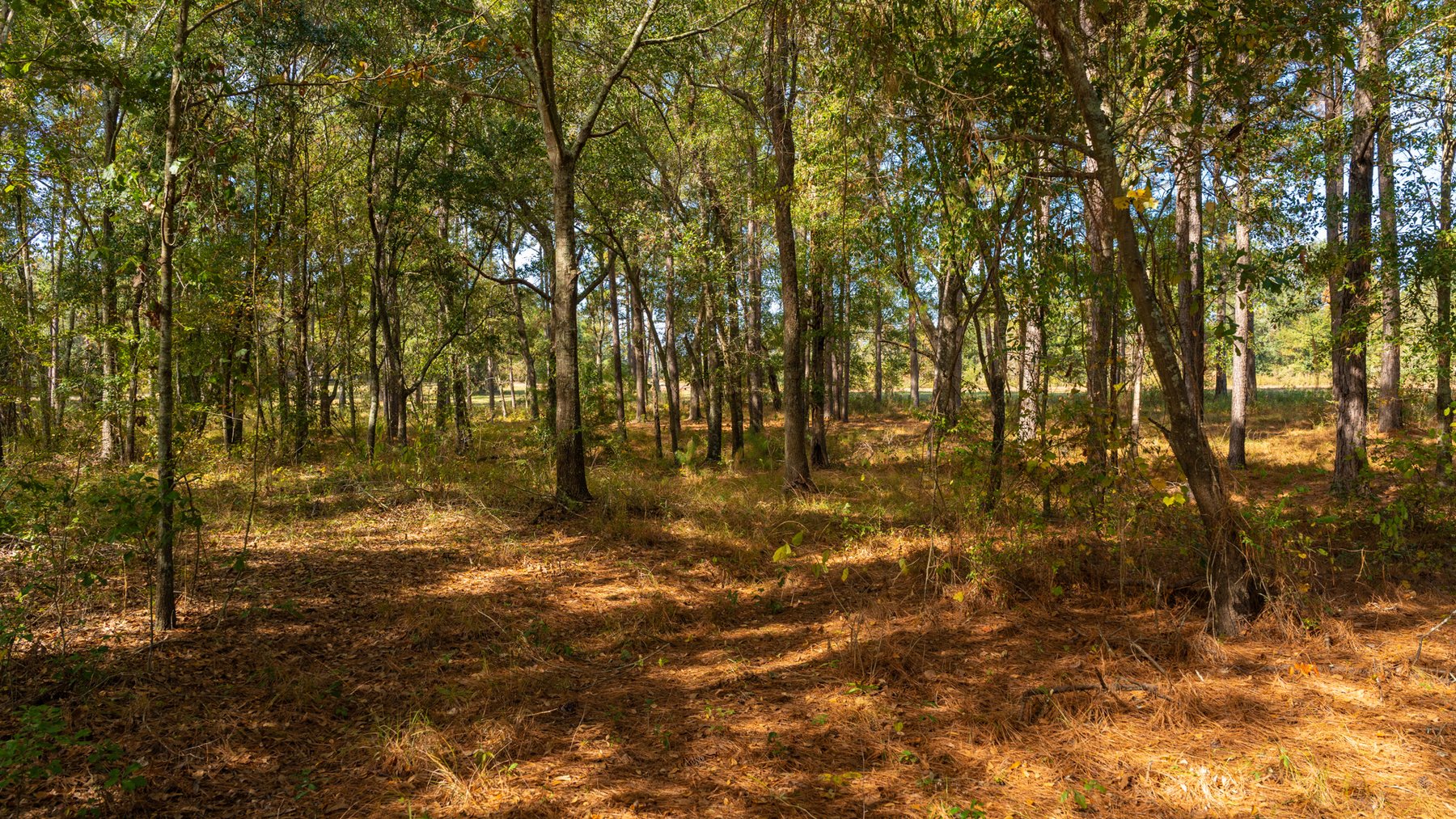 Image for 53± Acres - Land Auction - Beautiful Farmland, Timber & Ponds - Outdoor Paradise in Colquitt County, GA