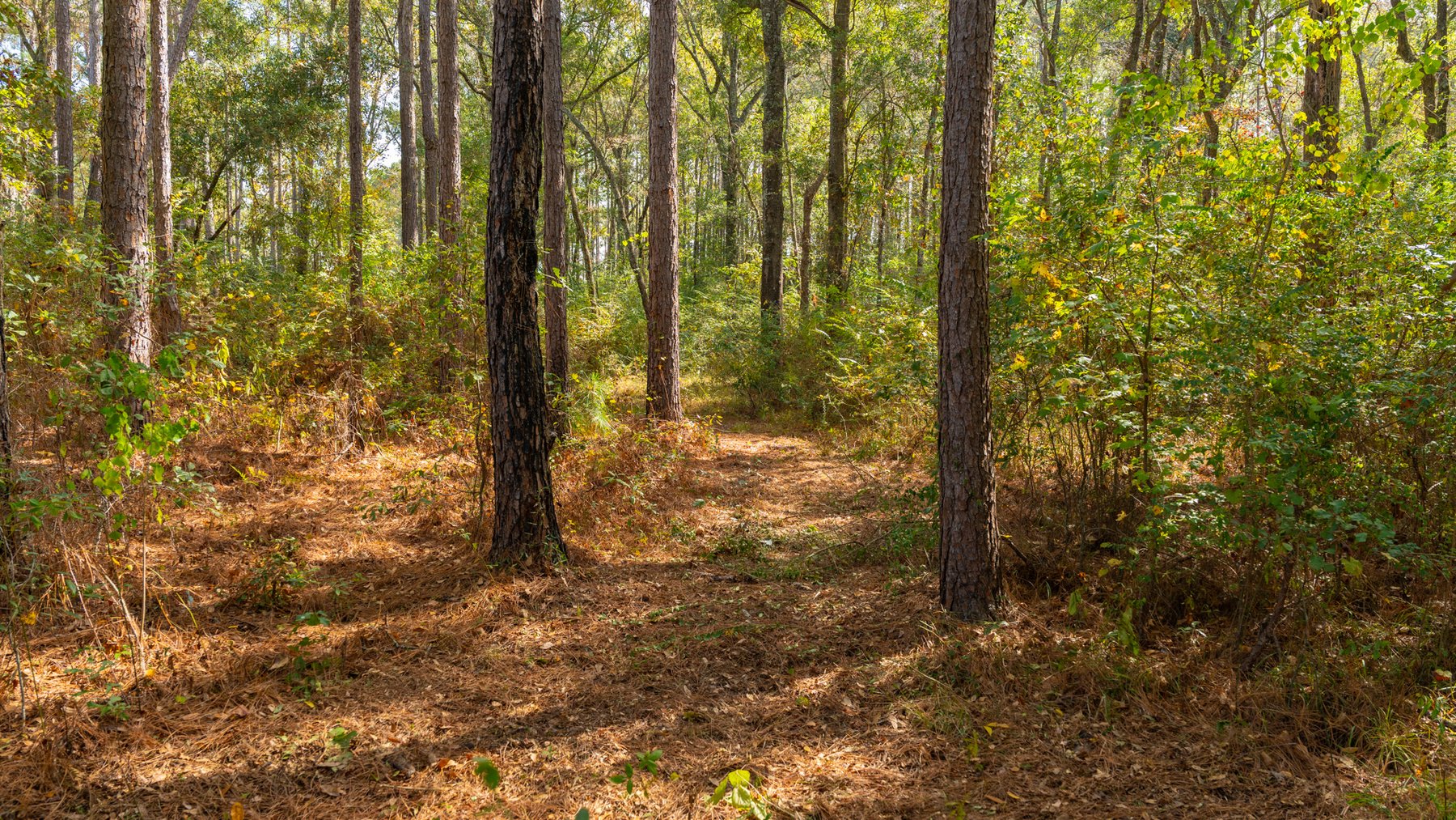 Image for 53± Acres - Land Auction - Beautiful Farmland, Timber & Ponds - Outdoor Paradise in Colquitt County, GA
