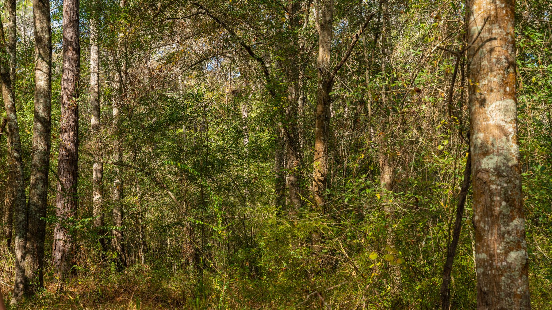 Image for 53± Acres - Land Auction - Beautiful Farmland, Timber & Ponds - Outdoor Paradise in Colquitt County, GA