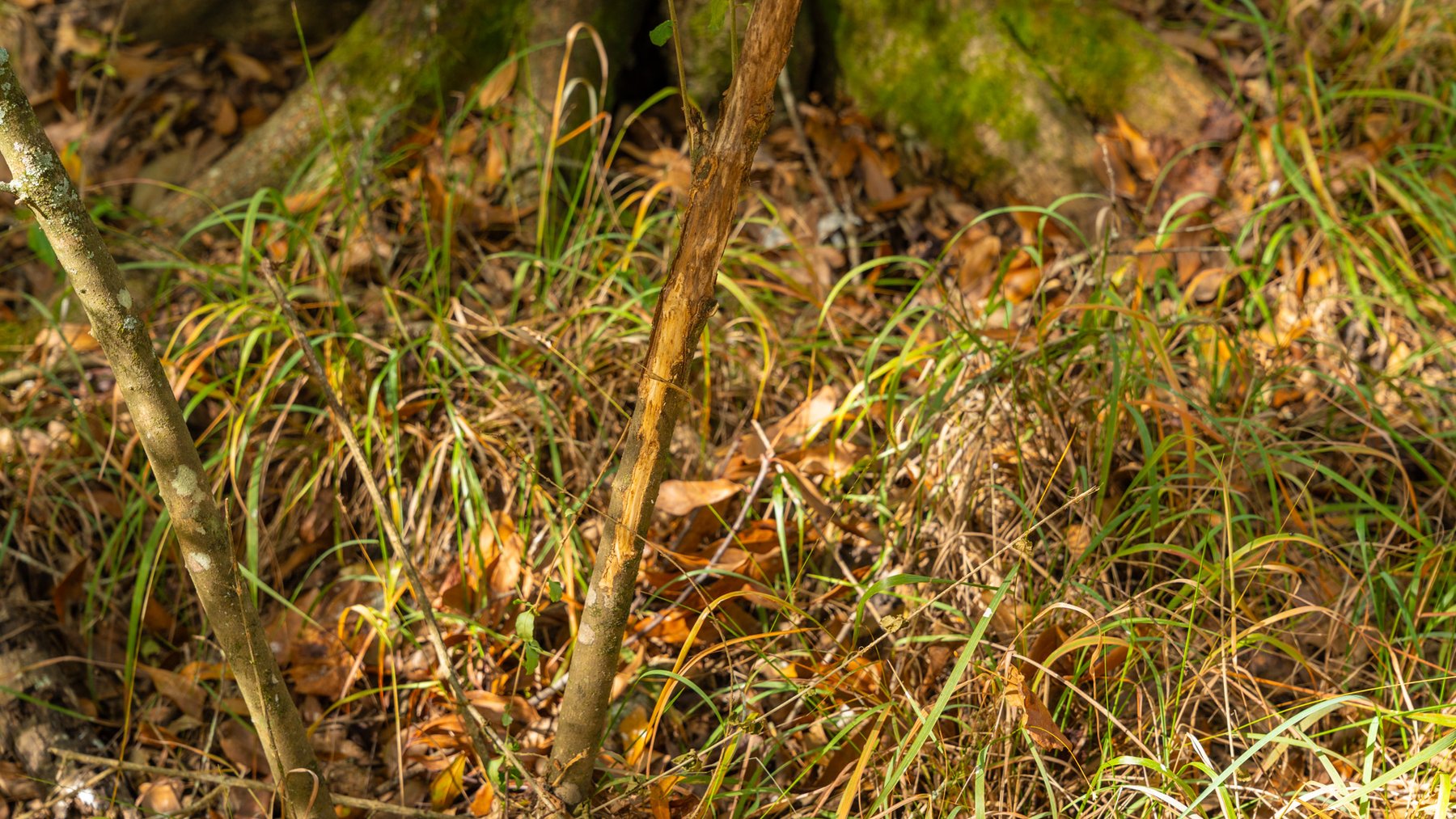 Image for 53± Acres - Land Auction - Beautiful Farmland, Timber & Ponds - Outdoor Paradise in Colquitt County, GA