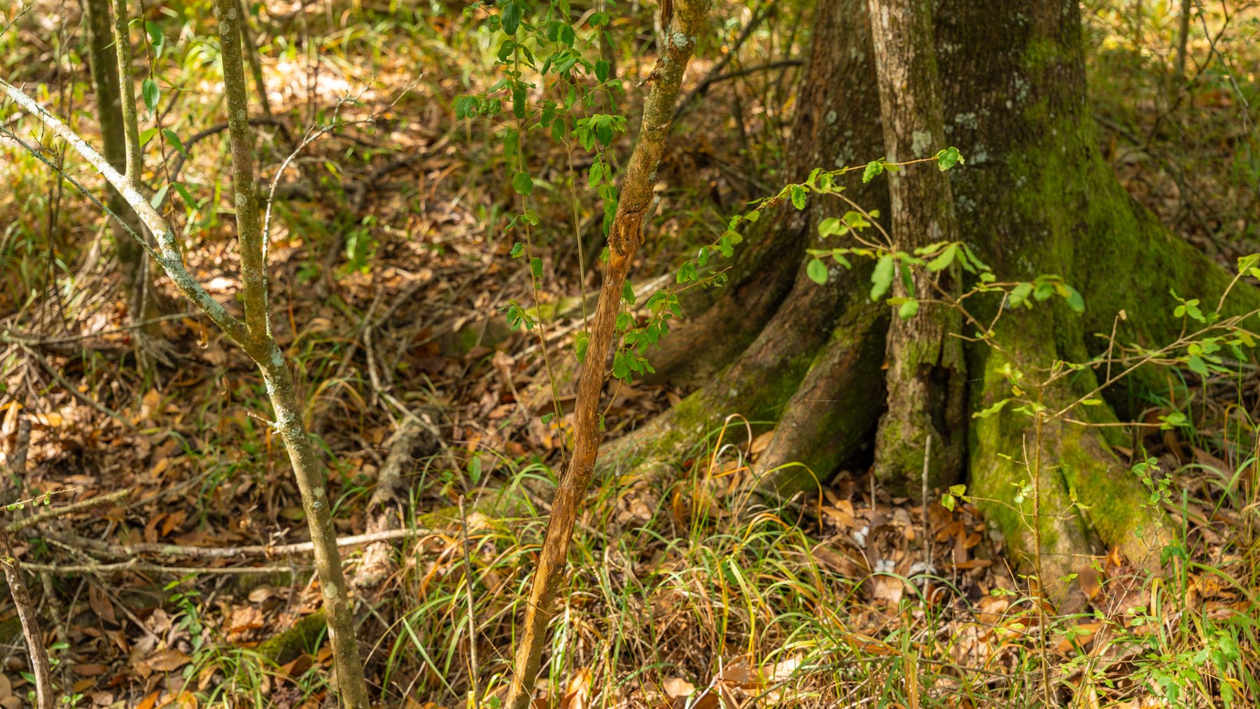 Image for 53± Acres - Land Auction - Beautiful Farmland, Timber & Ponds - Outdoor Paradise in Colquitt County, GA