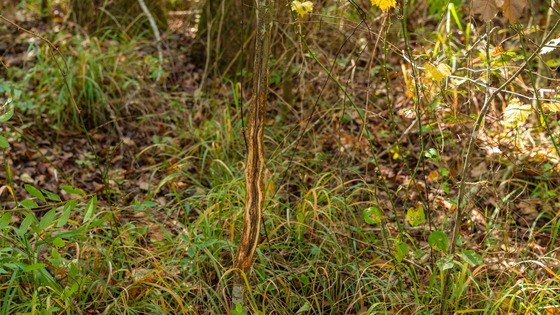 Image for 53± Acres - Land Auction - Beautiful Farmland, Timber & Ponds - Outdoor Paradise in Colquitt County, GA