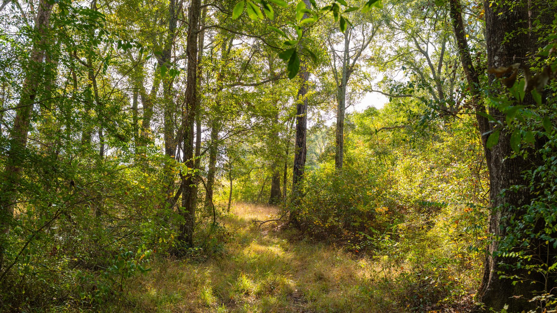 Image for 53± Acres - Land Auction - Beautiful Farmland, Timber & Ponds - Outdoor Paradise in Colquitt County, GA