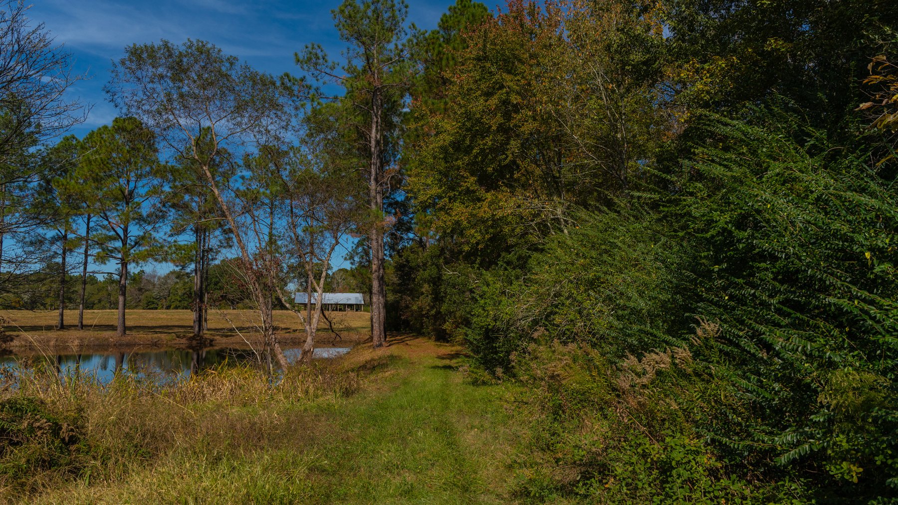 Image for 53± Acres - Land Auction - Beautiful Farmland, Timber & Ponds - Outdoor Paradise in Colquitt County, GA