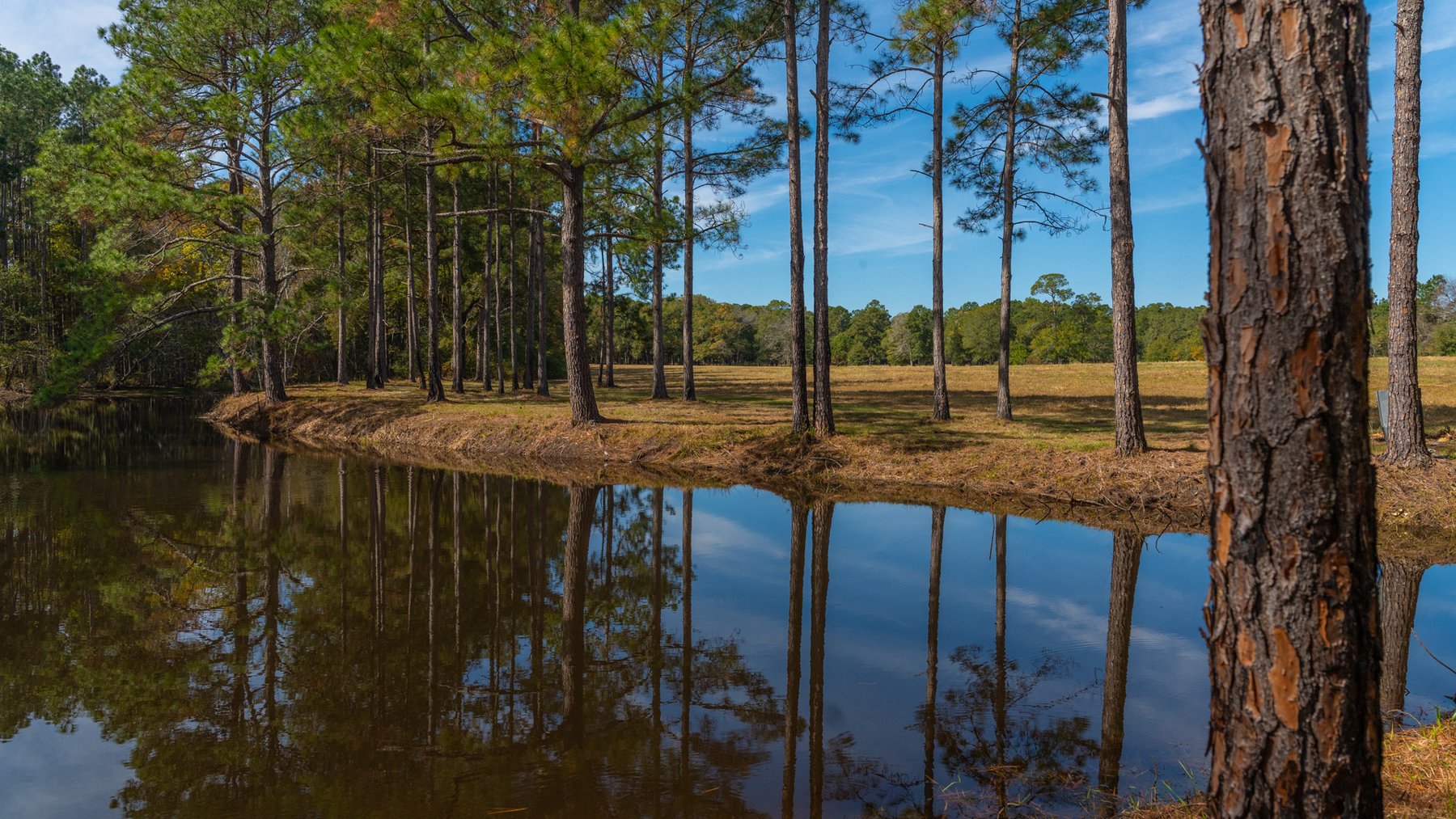 Image for 53± Acres - Land Auction - Beautiful Farmland, Timber & Ponds - Outdoor Paradise in Colquitt County, GA