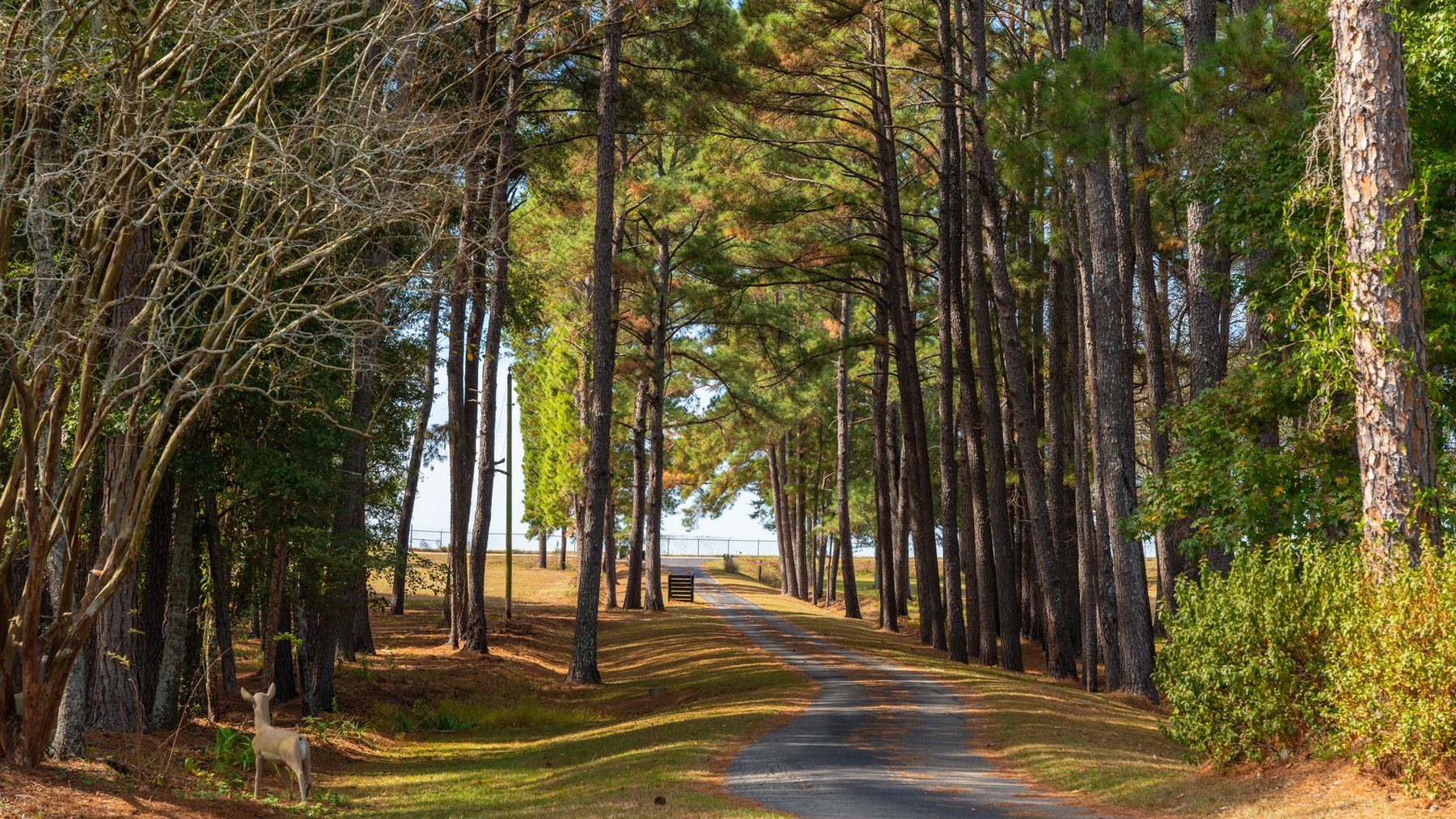 Image for 53± Acres - Land Auction - Beautiful Farmland, Timber & Ponds - Outdoor Paradise in Colquitt County, GA