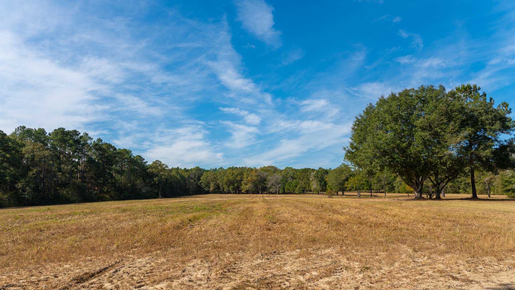 Image for 53± Acres - Land Auction - Beautiful Farmland, Timber & Ponds - Outdoor Paradise in Colquitt County, GA